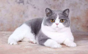 养小猫的作文模板5篇