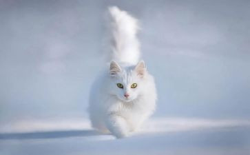 猫的眼睛的读后感通用8篇