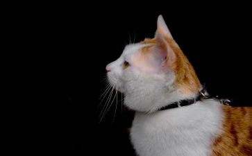 我家的猫作文优质6篇