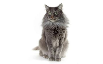 猫的眼睛的读后感模板7篇