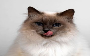 天猫客服月度工作总结5篇