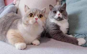 猫鼠的读后感7篇