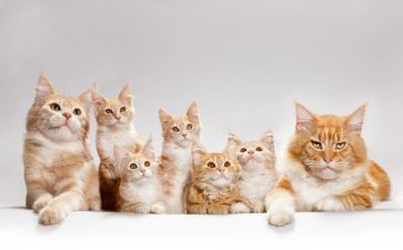 猫的读后感700字最新6篇