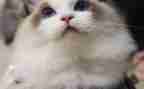 讲熊猫的作文推荐8篇