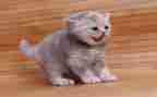 猫的读后感700字精选5篇