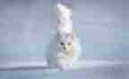 猫和鼠的读后感300字最新7篇