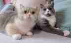猫鼠的读后感7篇