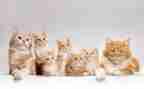 猫的读后感700字最新6篇