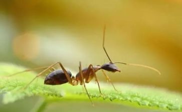 蚂蚁科学活动教案5篇