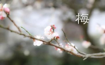 教师张桂梅先进事迹心得体会5篇