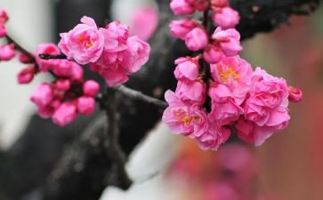 看梅花作文最新7篇