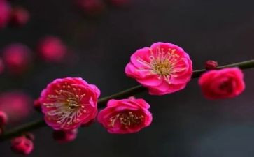 梅花桩教案7篇