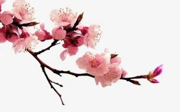 关于梅花的作文推荐7篇