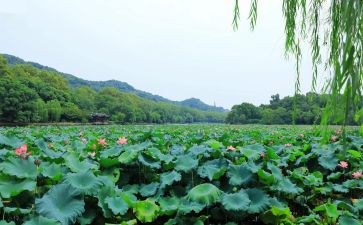 美育工作自查报告8篇