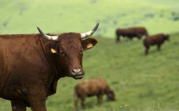 购买牛的合同6篇