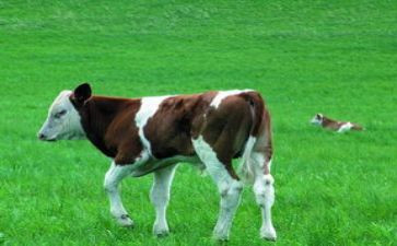 购买牛的合同参考8篇