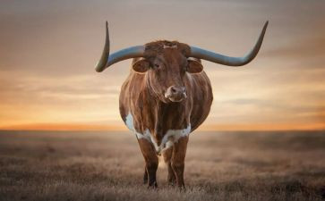 购买牛的合同优质6篇