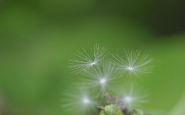 蒲公英的作文优质5篇