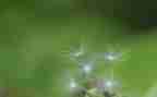蒲公英的作文优质5篇