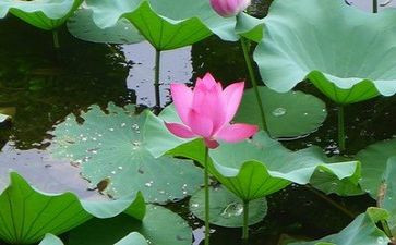 生态环保心得体会8篇