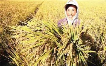 我的收获作文模板6篇