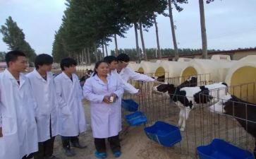 兽医师专业技术工作总结8篇