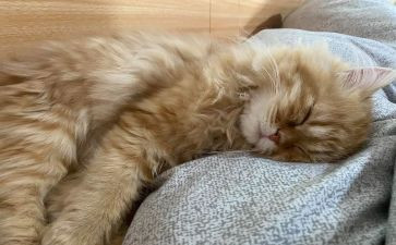 你睡觉了作文最新6篇