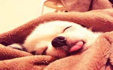 睡觉吧的作文模板6篇