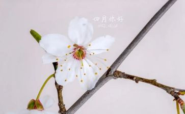 小小班四月总结优质8篇