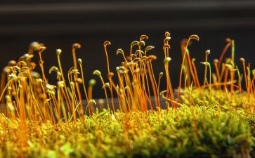苔丝读后感8篇