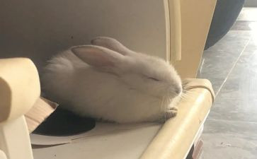 新龟兔赛跑作文模板5篇