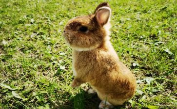 小兔采蘑菇体育教案7篇