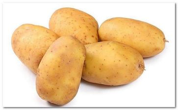 挖土豆优秀作文6篇