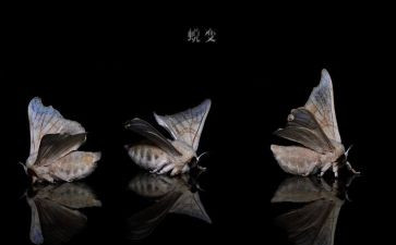 蜕变话题作文5篇