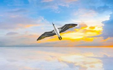 画一只想飞的猫的读后感最新7篇