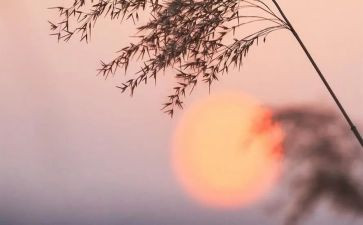 骆驼祥子骆驼祥子读后感1000字6篇