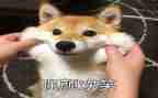 笑对生活高中作文参考6篇