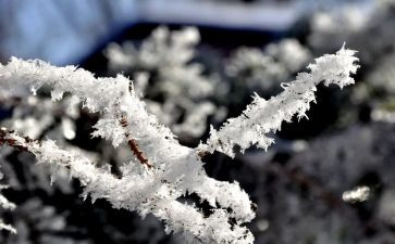复仇的雪狼读后感7篇