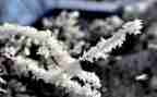 复仇的雪狼读后感7篇