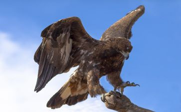 鹰的女儿读后感精选7篇