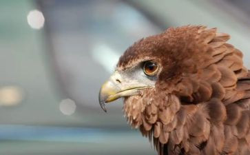 鹰的女儿读后感5篇