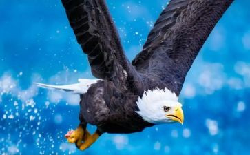 老鹰捉小鸡教案6篇