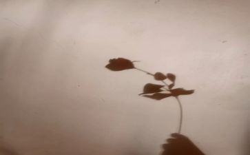 幼儿园教案找影子教案最新5篇