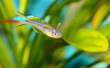 喂金鱼作文精选8篇