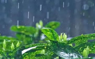 雨的感想读后感推荐7篇