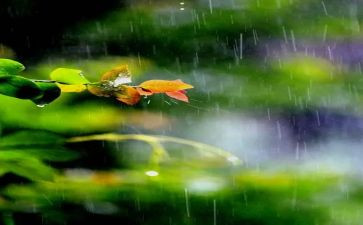 幼儿园谷雨教案8篇