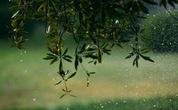 中班语言春雨教案8篇