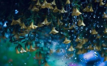 我爱秋天的雨作文600字6篇