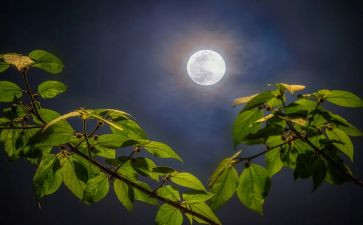 月亮与读后感n月亮与六便士读后感模板8篇