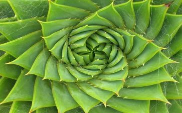 描写植物的作文推荐5篇